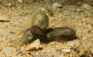 mating squid by Dave Baxter 